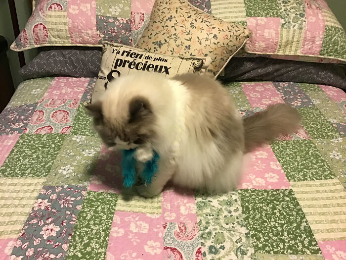 My Cat Playing With A Feather, Made Me Really Smile.....