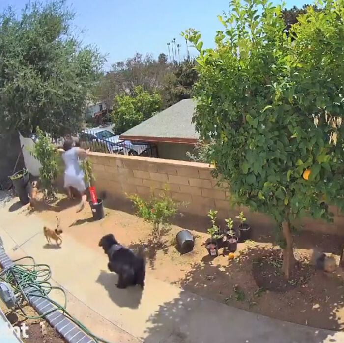 “I Have To Protect Her”: Courageous 17-Year-Old Saves Her Dog From An Aggressive Bear With Cubs By Pushing It Off A Fence “I Have To Protect Her”: Courageous 17-Year-Old Saves Her Dog From An Aggressive Bear With Cubs By Pushing It Off A Fence