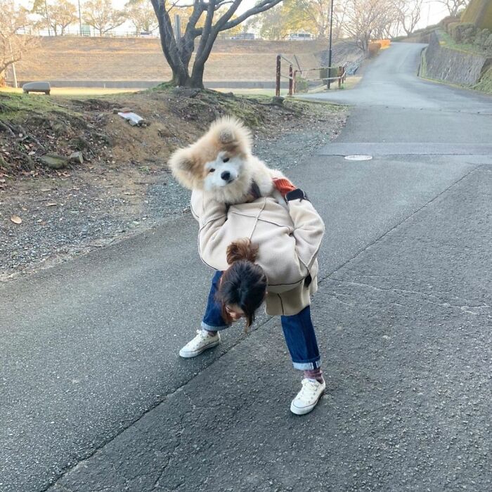 Bob-Akita-Heart-Shaped-Face-Dog