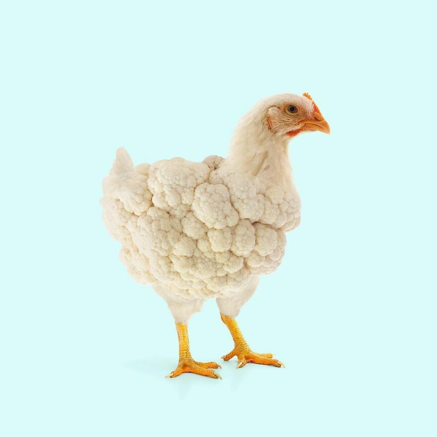 Artist Mixes Animals And Creates The Most Surreal Hybrids You've Ever Seen ( 151 Pics)