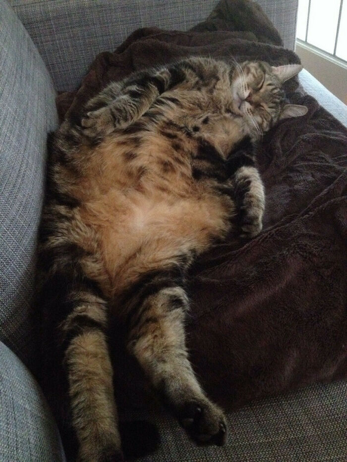 He Spends 3 Hours Meowing At Me To Wake Up, I Get Up And That's What He Does