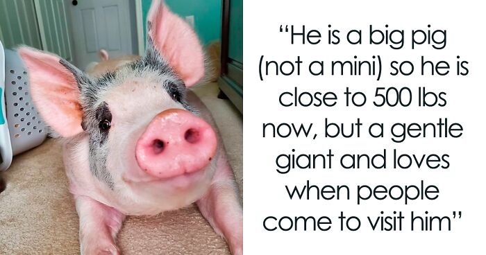 Vet Said Floppy Wouldn’t Live Longer Than A Week And Recommended Putting Him Down, Now He Is 1.5 Years Old And A 500 Lb Indoor Pig