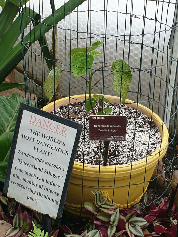 The World's Most Dangerous Plant
