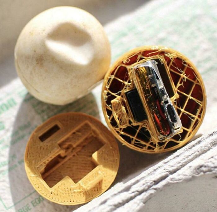 Fake 3D-Printed Turtle Eggs With Gps Trackers Inside, Designed By Scientists To Help Catch Poachers