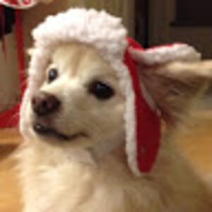 magpookie1133 avatar