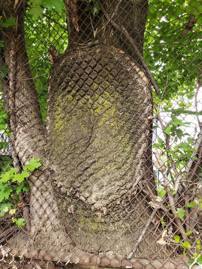 Tree Grew Into The Fence