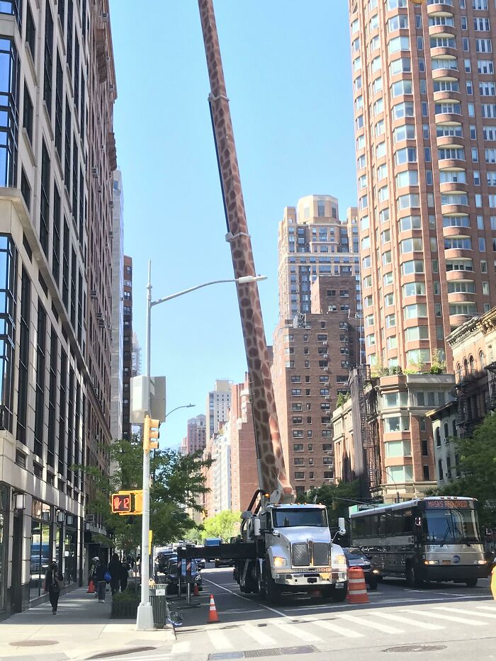 This Crane Is Painted Like A Giraffe