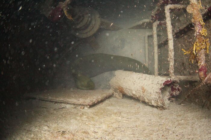 From One Of My Dives Last Week 100ft Down. Enjoy!