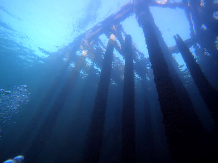 Recently Dove Under A 100 Year Old Bridge. The Old Pillars Formed A Mechanical Forest