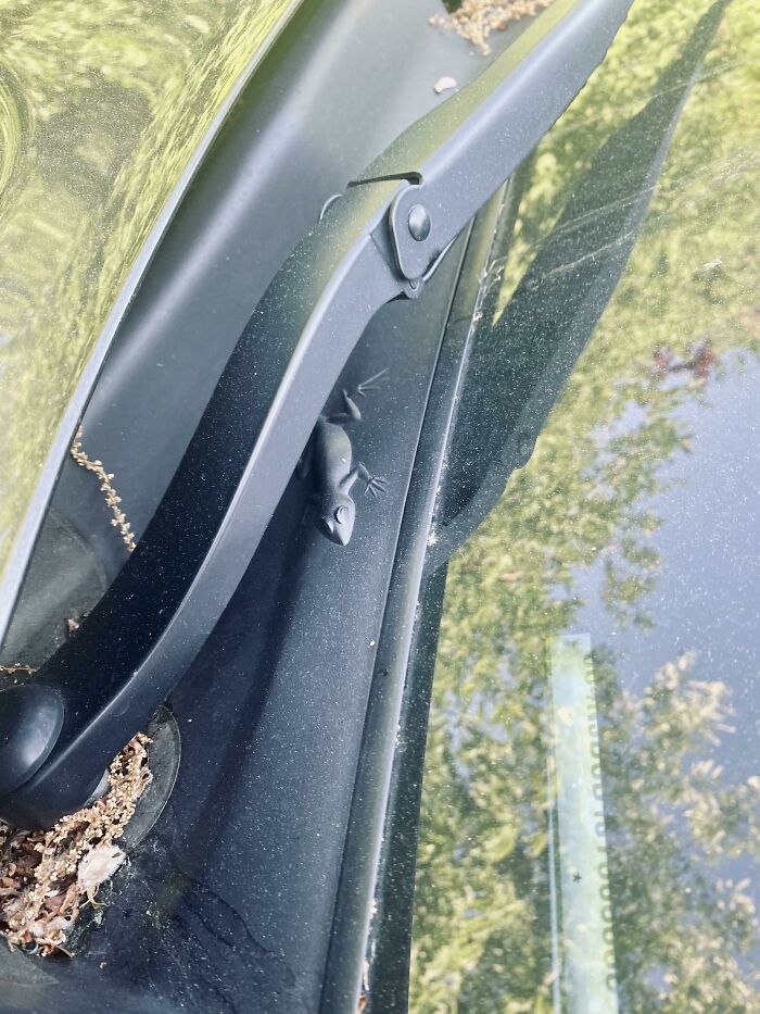 Little Egg On My Jeep Compass