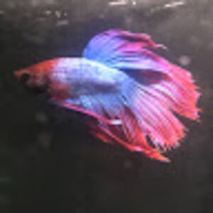 kirrasaquatics avatar