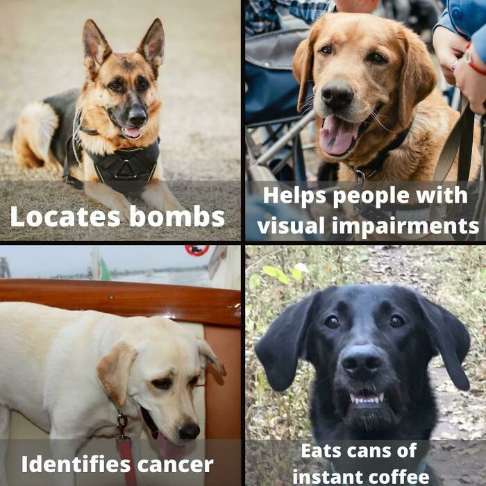 Dog-Owner-Memes