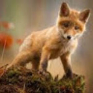 mykalalongoria avatar