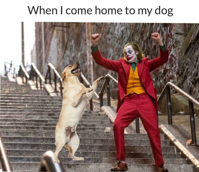 Dog-Owner-Memes