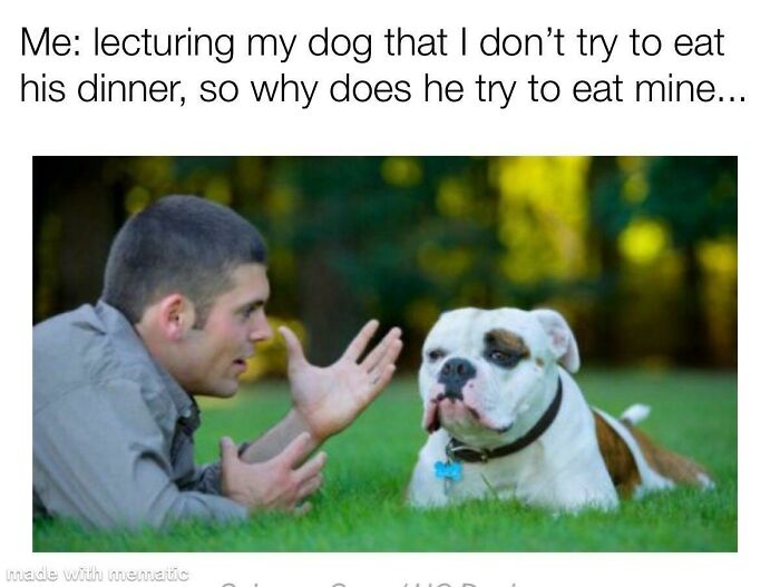 Dog-Owner-Memes