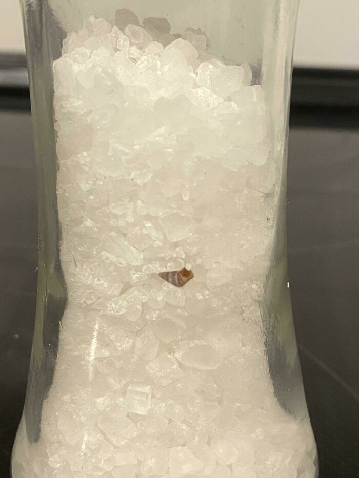 Found Sea Shell In My Sea Salt