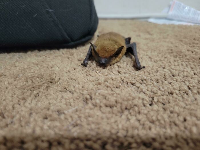 We Found A Little Bat In The House