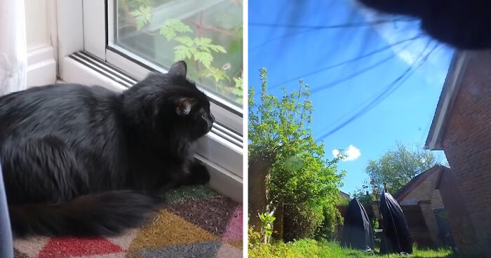 British Man Attached A Tiny Bluetooth Camera To His Kitten’s Collar For 24 Hours To See What His Cat’s Secret Life Looks Like
