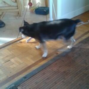 1laurentjoncas avatar