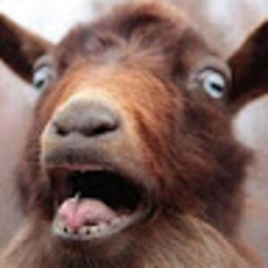 gabrieltannous avatar