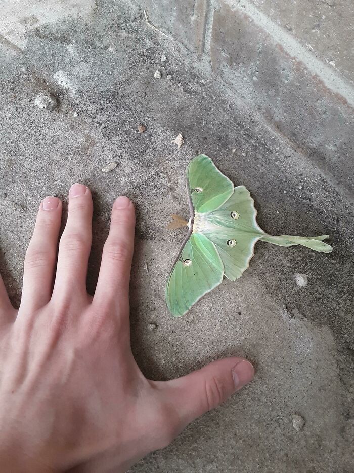 A Massive Lunar Moth I Found Outside