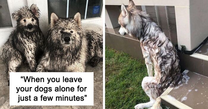 50 Hilarious Dog Posts To Put A Smile On Your Face (New Pics)