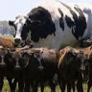 unicornwizard avatar