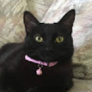 audreychambers avatar