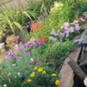 shelleygannon avatar