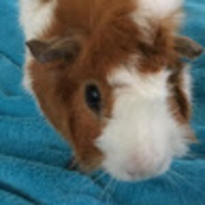 petitepetspetsitting avatar