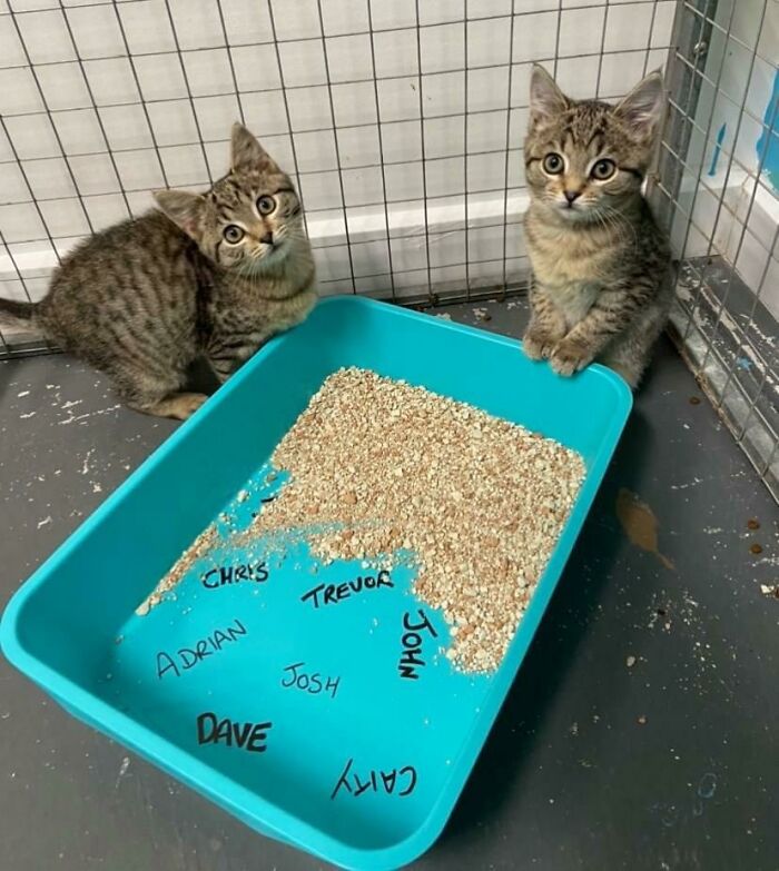 For $5, This Shelter Will Write The Name Of The Person You Hate On A Cat Litter Box