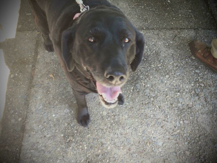 Update: This Is Samantha. She Turns 11 Today And Her Owners Threw Her A Party. She Is A Very Good Girl!