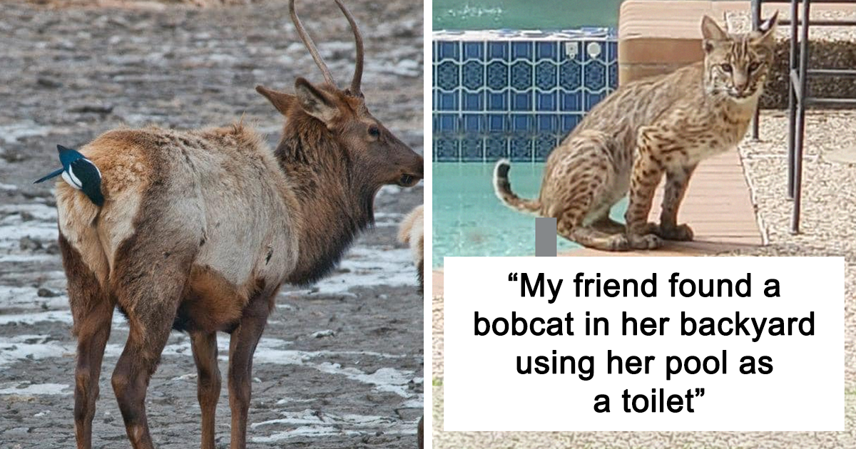 Elk with a small bird on its back and a bobcat using a backyard pool as a toilet, highlighting funny wildlife photos.