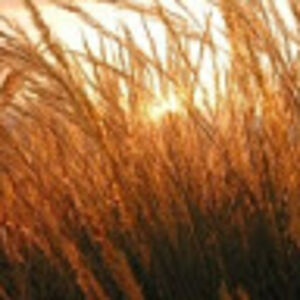 patrickilisio avatar