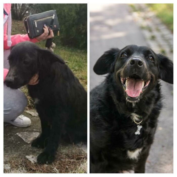 Aja - When She Was Found By Amazing Girls Who Saved Her And Now Living With Us For 2 Years. Healthy, Heartworm Free And Living With An Also Adopted Furry Brother