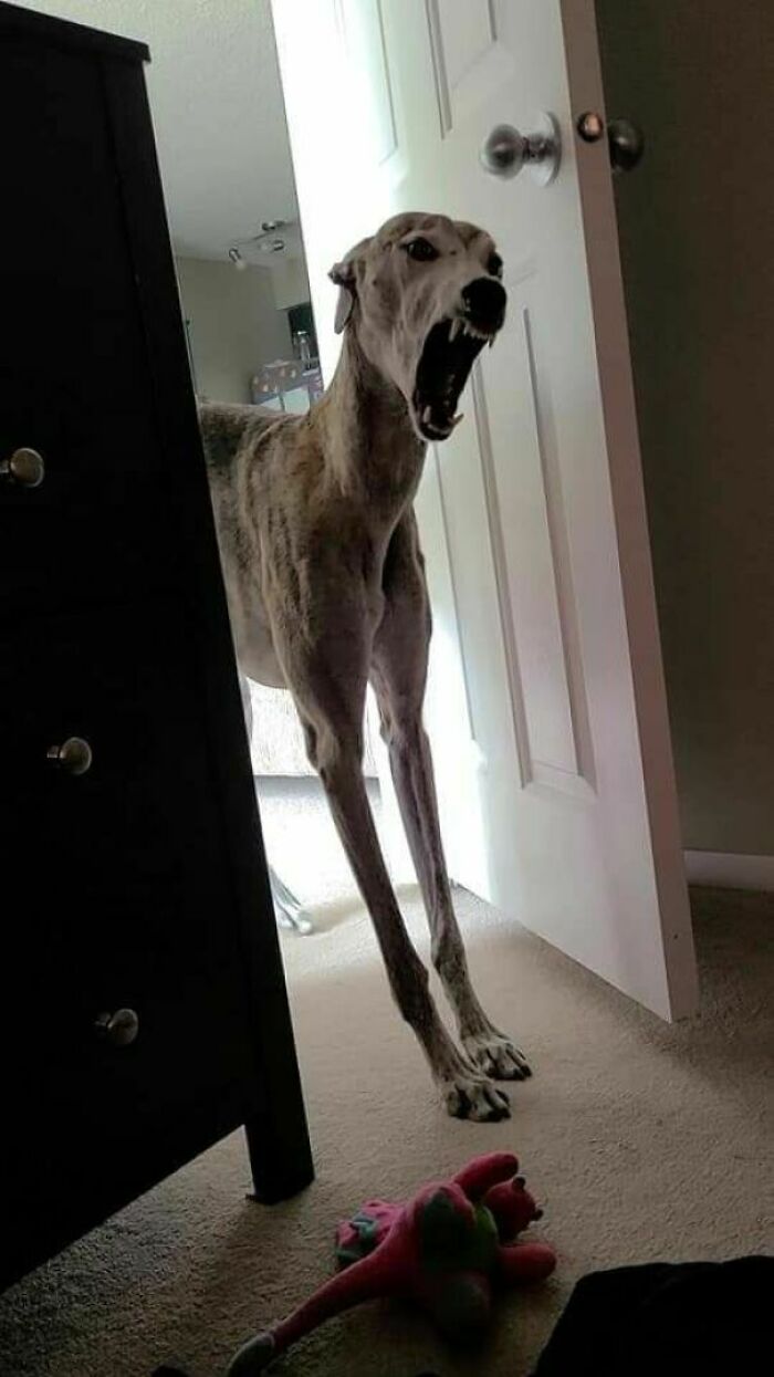 This Slender Dog