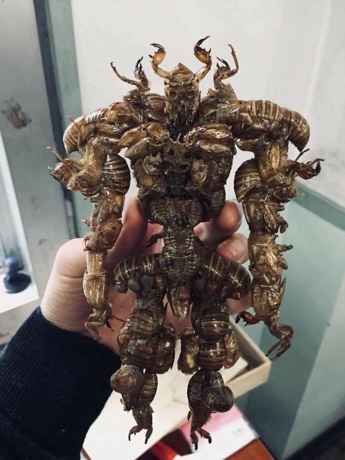 A Creature Made Entirely Of Cicada Shells