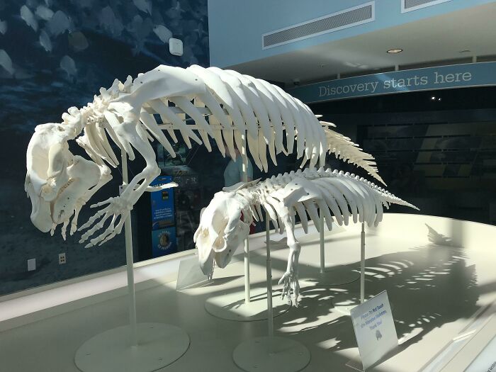 Manatee Skeletons Have Hands