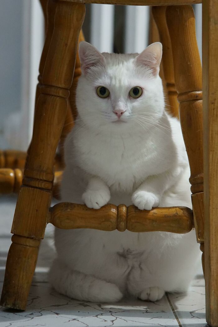 This Is The Way She Sits. She Cries At The Door To Be Allowed To Enter The Empty Kitchen Where The Stools Are So She Can Sit Like This
