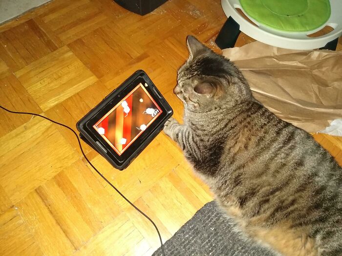 Tim Watching Mice Run Around On His Tablet. Yes, He Has His Own. Such A Spoiled Baby