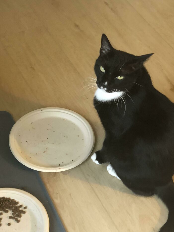 The Look I Get When It’s An Hour Before This Spoiled Cat Gets His Wet Food