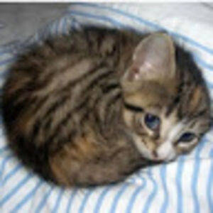 nataliecourliss avatar