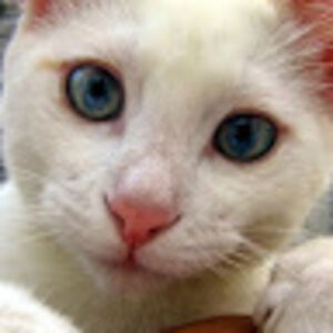 janicechristineh_ avatar