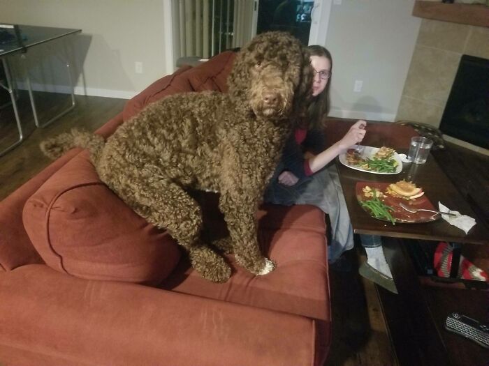 Told Him Not To Sit On The Couch. Technically He's Not