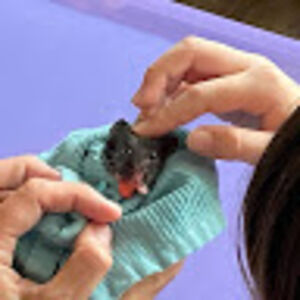 julianamcdaniel avatar