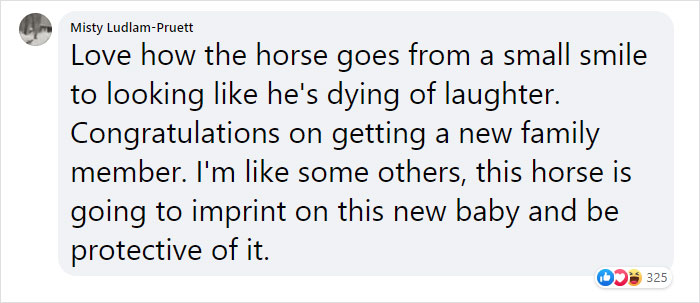 Hilarious Horse Photobombs Maternity Photo Shoot With Infectious Smile, Goes Viral Hilarious Horse Photobombs Maternity Photo Shoot With Infectious Smile, Goes Viral