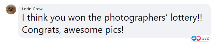 Hilarious Horse Photobombs Maternity Photo Shoot With Infectious Smile, Goes Viral Hilarious Horse Photobombs Maternity Photo Shoot With Infectious Smile, Goes Viral