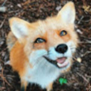 mikeylashigaki avatar