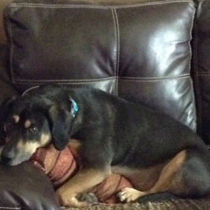 kristinekelch avatar