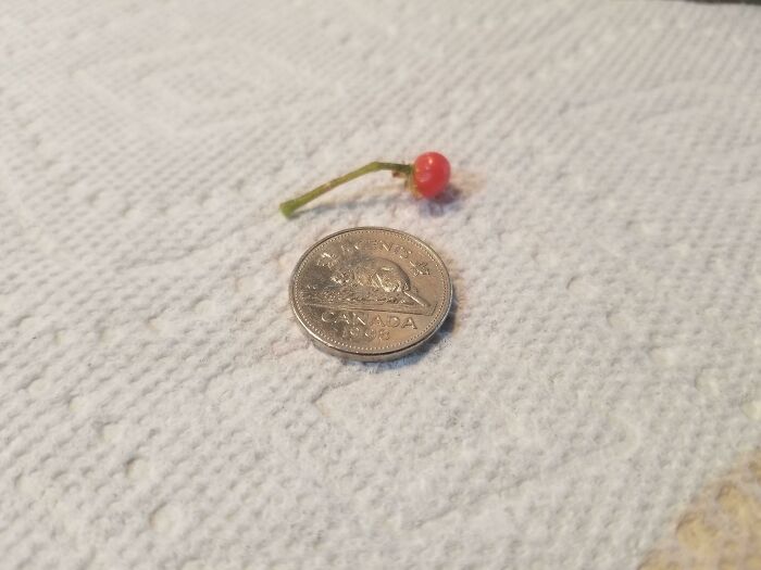 Spent $11.75 Growing Tomatoes This Year. Here's My Whole Harvest!